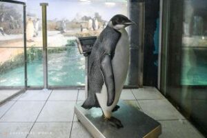 春… 和歌山・白浜のペンギン「44番」が親から“独立” その一部 ...
