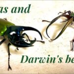 【Gashapon in Japan】Atlas and Darwin's beetle