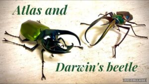 【Gashapon in Japan】Atlas and Darwin's beetle