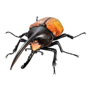 ADVANCE MEGASOMA AND HERCULES BEETLE | NEW | Gashapon US official