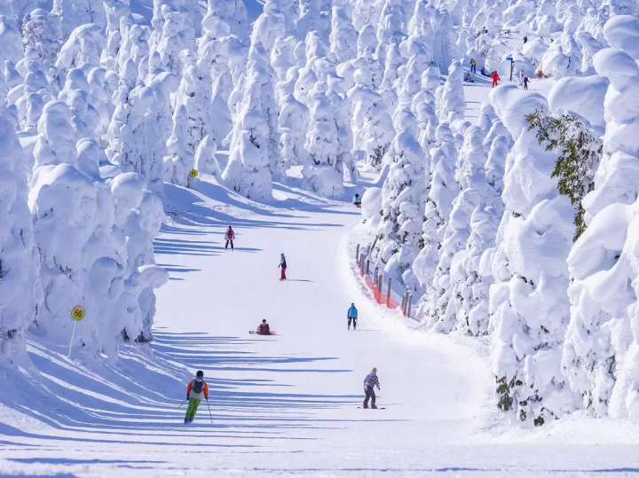 Zao Snow Monster Festival 2026: Dates, Access, and Hotels - Japan Travel Guide MATCHA