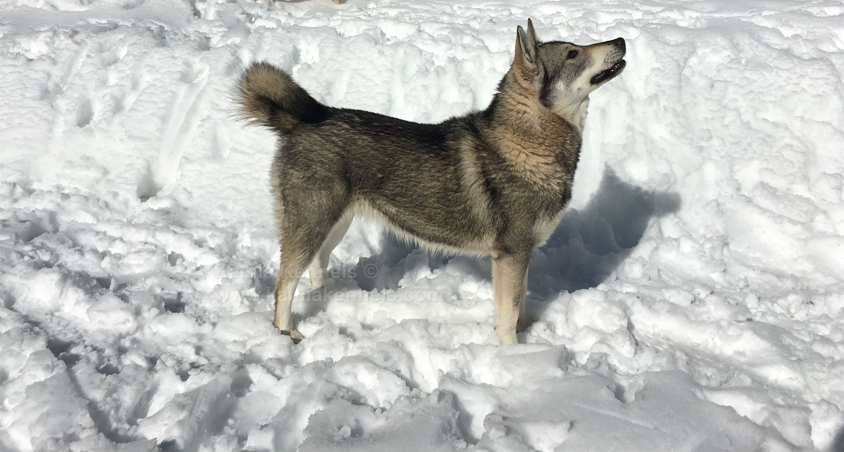 Aina - Female Jamthund - Owned by Kamia Kennels