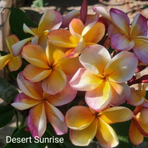 Plumeria Cutting Desert Sunrise