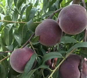 Black Queen Peach Tree (黑桃皇后桃)