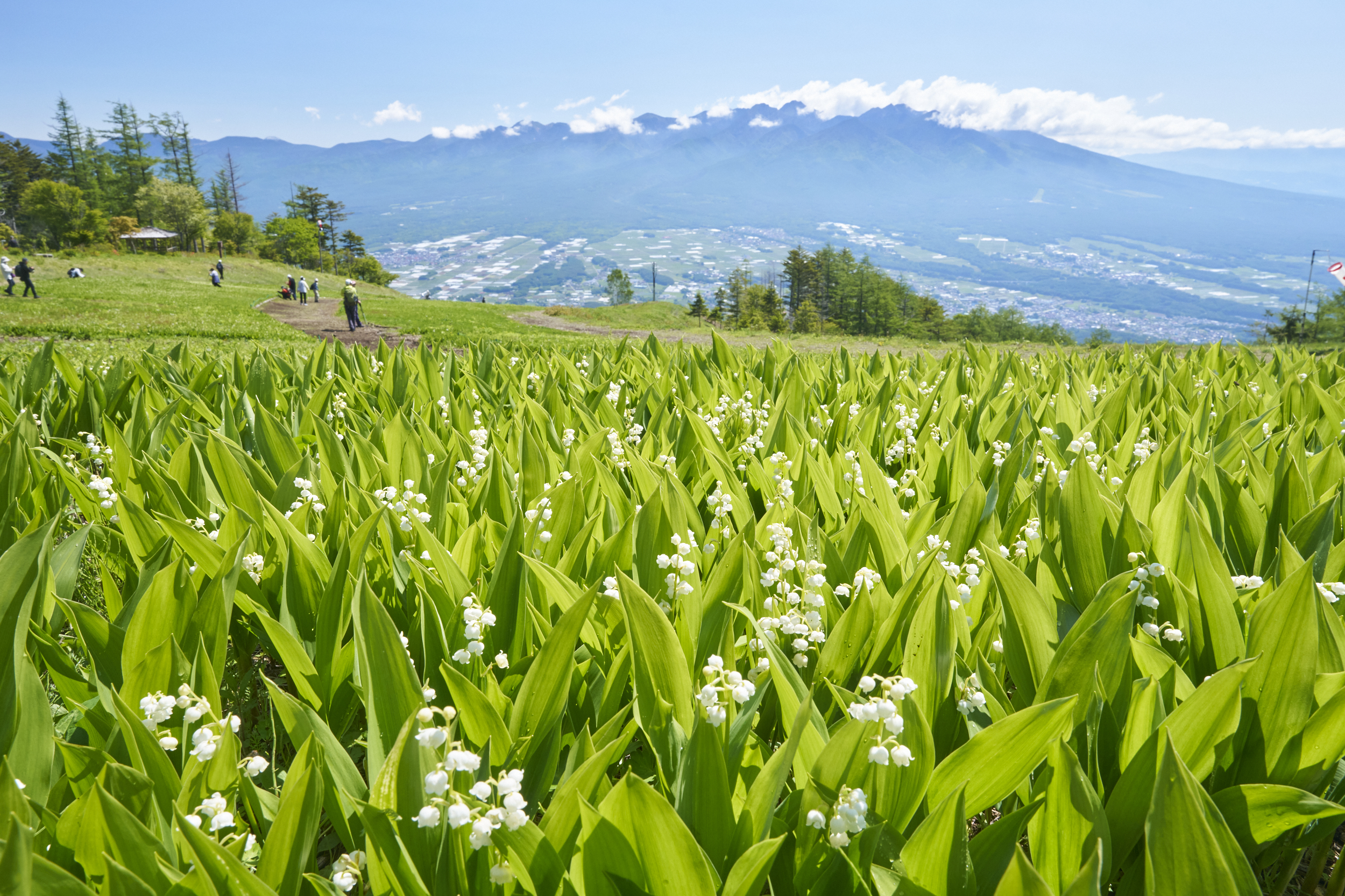 Nagano Lily of the Valley Festival, Late May–Late Jun 2027, 2027 | Japan Cheapo
