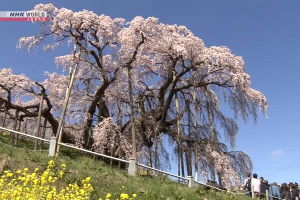 Fukushima's 'waterfall cherry tree' in full bloom | NHK WORLD-JAPAN News
